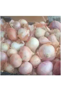 پیاز‌ محلی‌ چاروسا