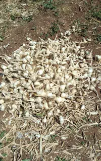 فروش سیر درجه یک