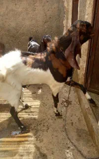 نر بز بفروش میرسد