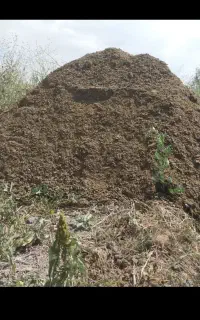 پخش کود حیوانی