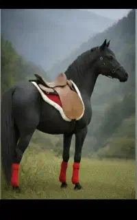 خرید فروش اسب پالونی