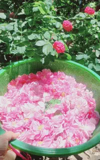 گل محمدی تازه