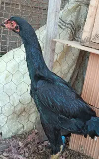 اوشامو خالص