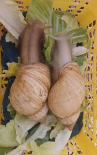 دو عدد حلزون مولد