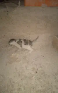 گربه