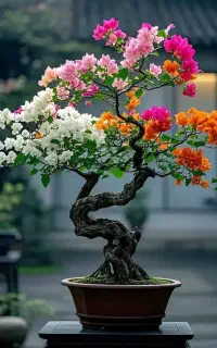 حراج بلیط استخر