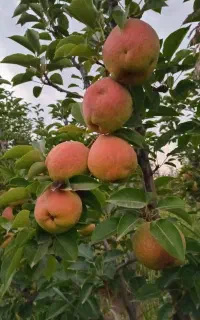 گلابی درگزی درجه یک