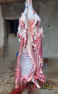 گوسفند گوشتی