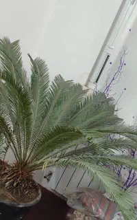 گل سیکاس بن سای