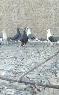 کفتر