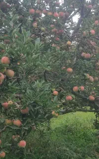 باغ سیب