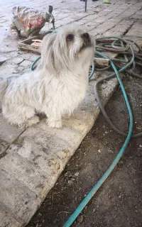 شیتزو ماده ۲ ساله