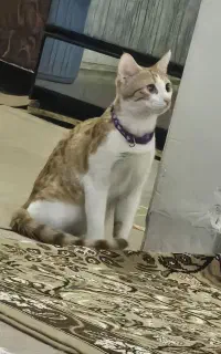 گربه