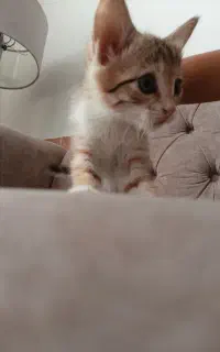 واگذاری گربه دی اس اچ