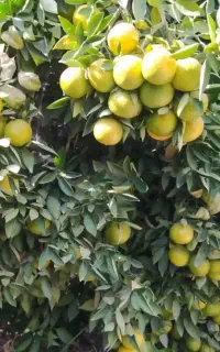 نهالستان عمده
