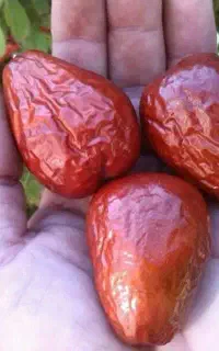 دنیای نهال درخت نهالستان عناب سنجد انار انجیرزیتون