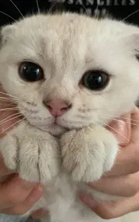 گربه اسکاتیش