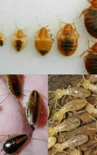 سم پاشی منازل سمپاشی اماکن