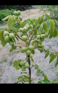 گل خوب