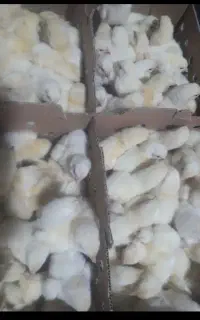 فروش جوجه گوشتی ،تخمگذار و محلی