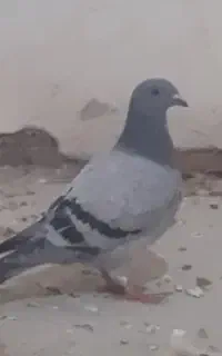 جوجه دوبر