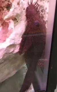 کت پوزه بوته ای