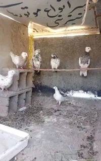 کبوتر فروشی