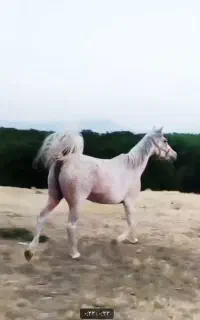 اسب