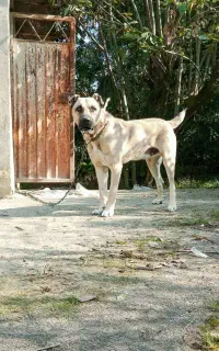 فروش فوری سرابی