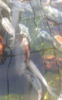 فروش ماهی کوی بالغ