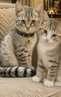 گربه