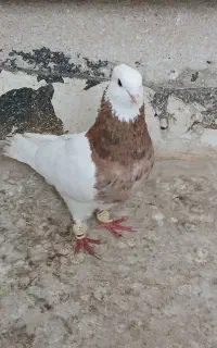 کبوتر طوقی هفت رنگ با طوقی سیاه نر