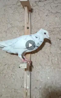 کفتر گمشده
