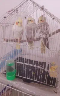 عروس هلندی