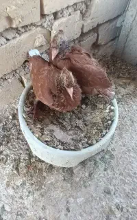 کفتر کبوتر سرخ دمسفید