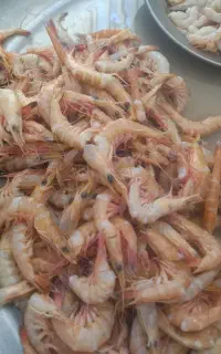 میگوی هندیجان