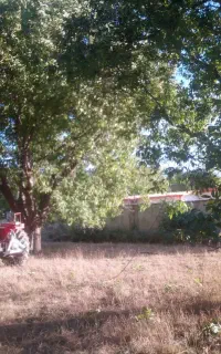 تکاندن گردو با دستگاه. به صورت  نقدی.گردوی