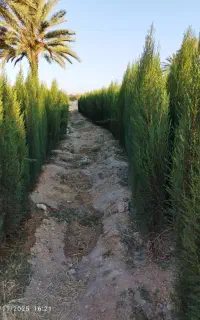 سرو شیراز کاج تهران انواع مرکبات