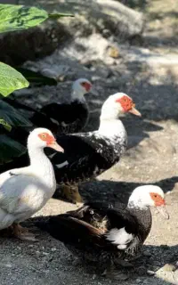 اردک اسرائلی