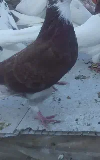 شازده کبوترپرنده