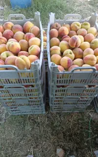خرید محصولات کشاورزی روستایی آرنسا