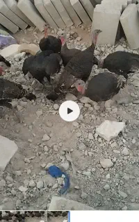 14عدد برو قلمو