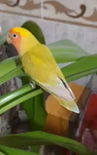 کوتوله برزیلی جفت نرو ماده