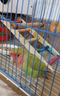 طوطی برزیلی سخنگو