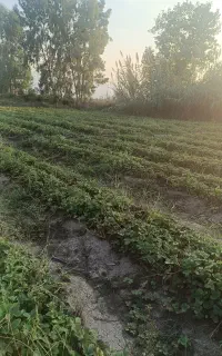 بذرتوت فرنگی کاموراس وسابرینا