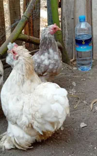 دو عدد مرغ کوشین بالغ