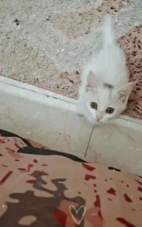 بچه گربه دوماهه سفید