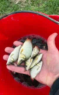 پخش ماهی شرفلی