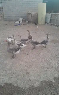 چهارخروس وچهار غاز به فروش میرسد
