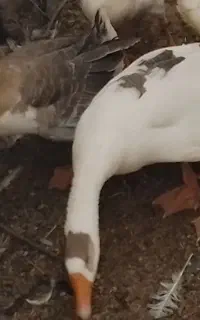 قوغاز دورگه